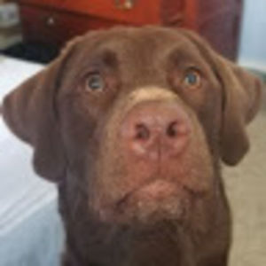 Meet your Posher, Harrison